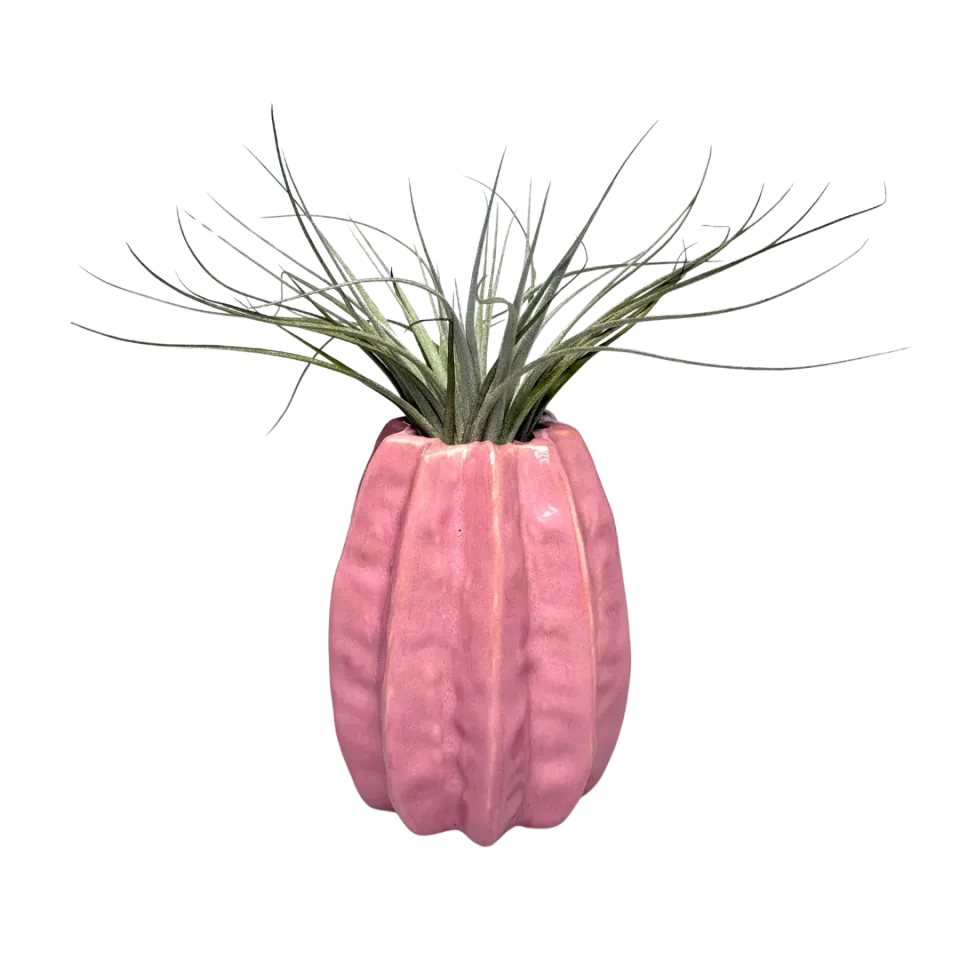 Airplantshop Carambola rose vase céramique + plante aérienne