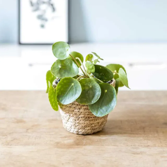 Réconciliation Végétale Loris pilea plante verte peperomioides