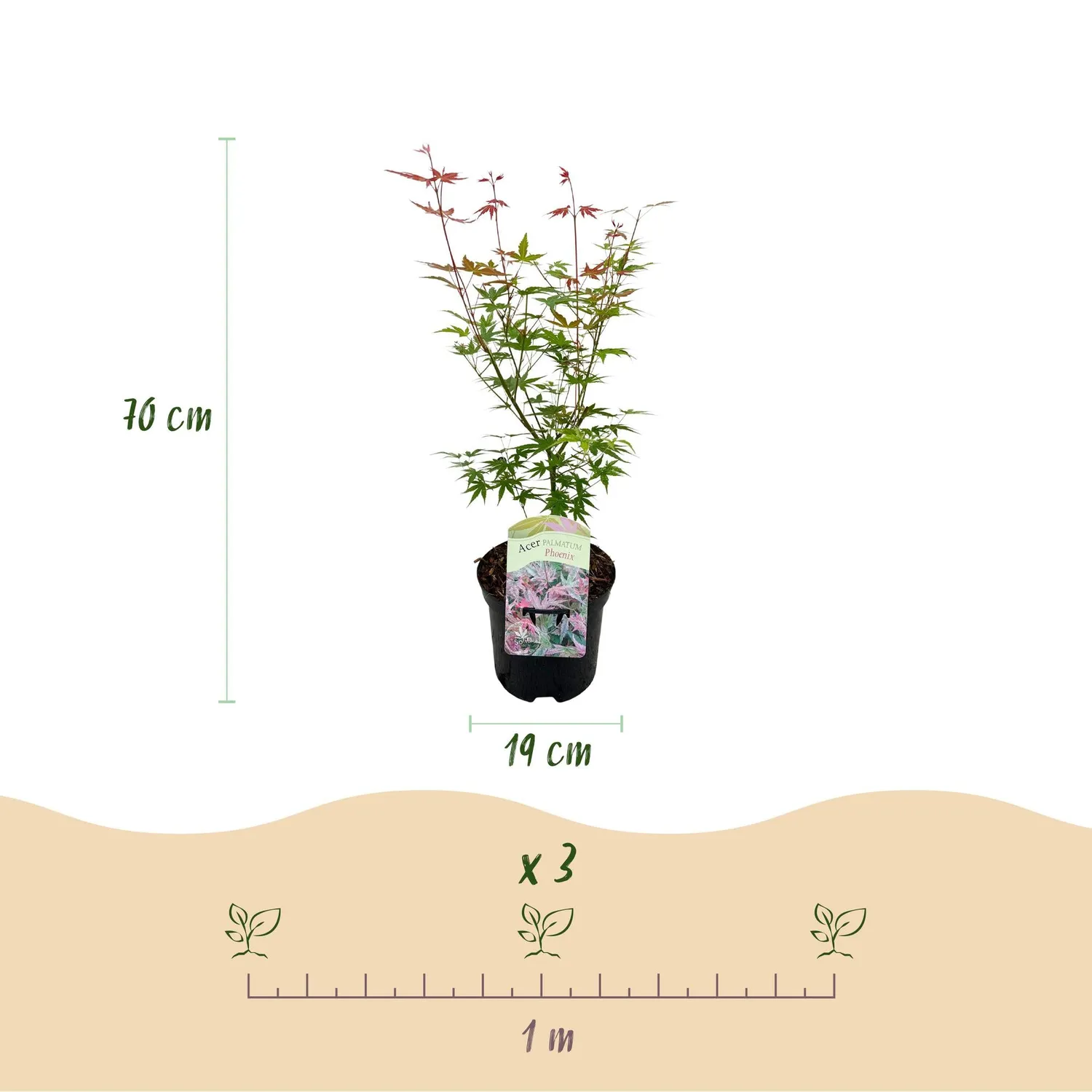 Plant and Stories Phoenix érable du Japon 70 cm pot 19 cm