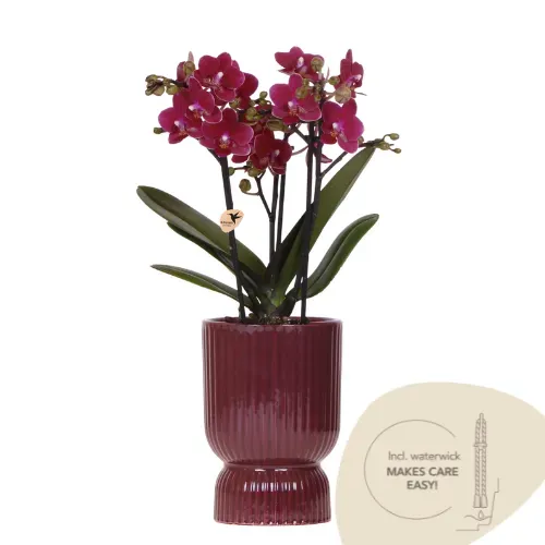 Plant and Stories Chamonix orchidée violette pot 9 cm