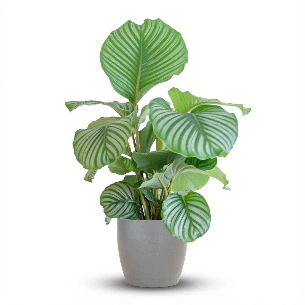 Plant and Stories Calathea Orbifolia 21 cm 60-70 cm