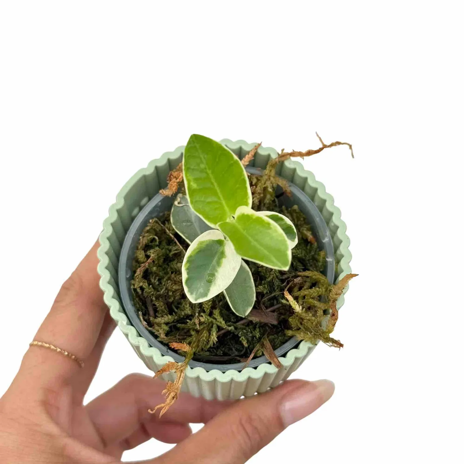 Plant and Stories Hoya Cumingiana plante pot 6 cm panaché