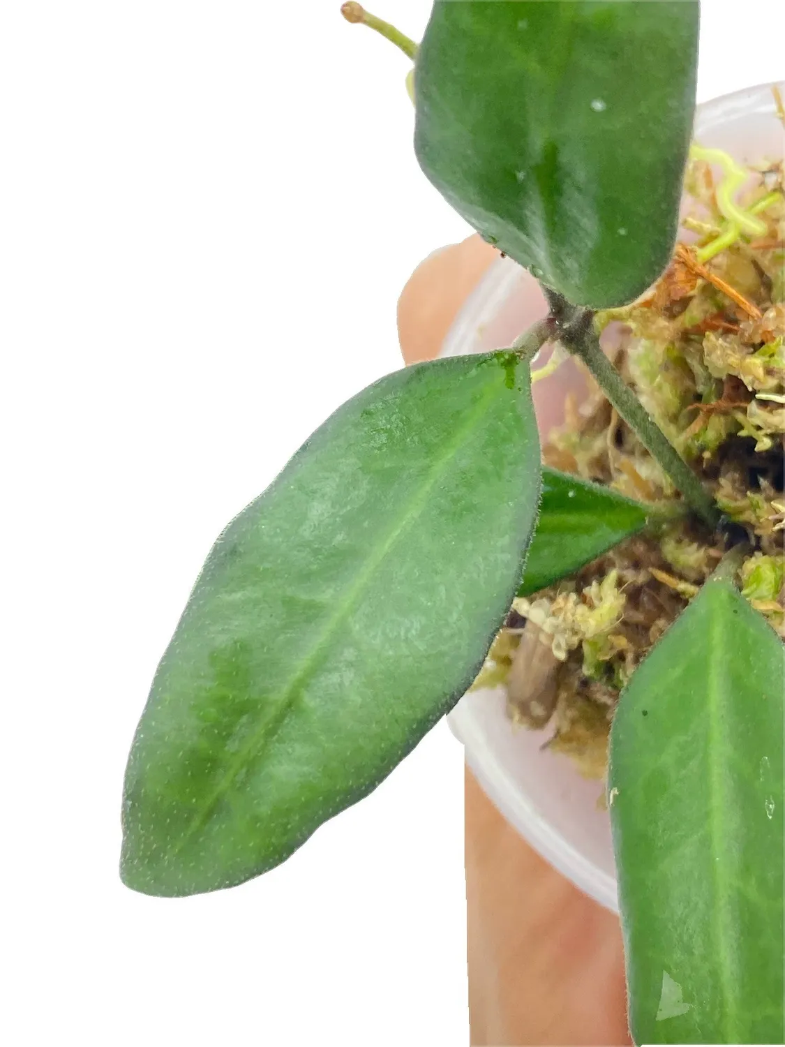 Plant and Stories Hoya Rosita plante 6 cm fleurs parfumées