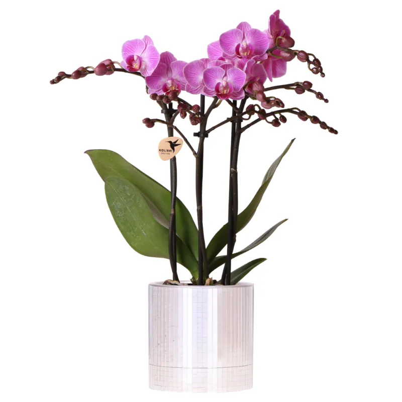 Plant and Stories Phalaenopsis Vienna orchidée pot 9 cm violette