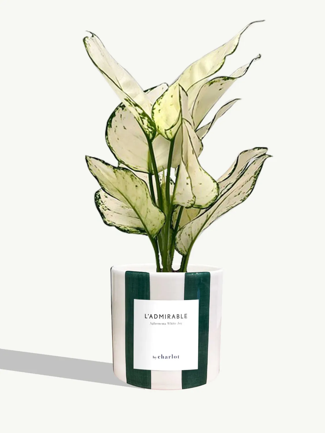 By Charlot L'Admirable Aglaonema White Joy 30-35 cm pot S