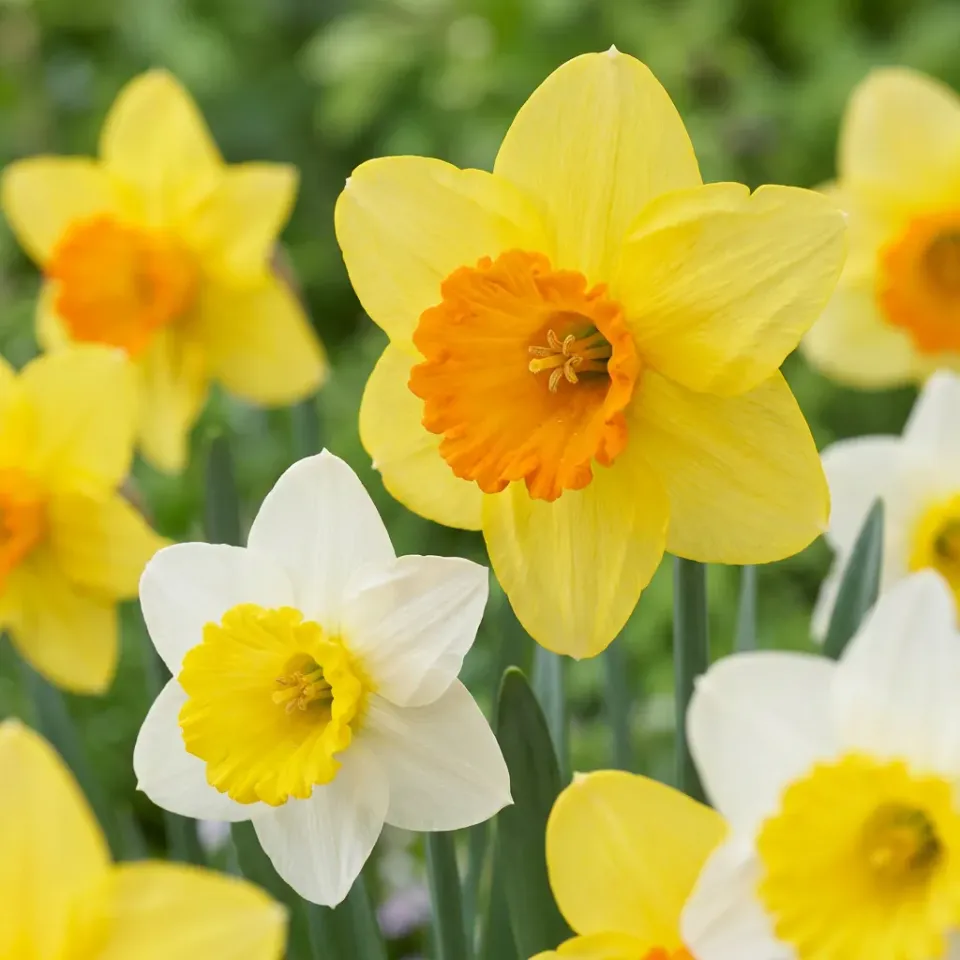 PLANT AND STORIES Narcisse grande couronne bulbes 30 bulbes