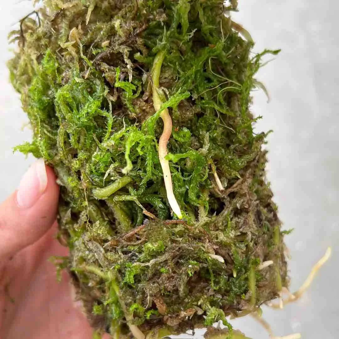 Plant and Stories Plant Addict sphaigne vivante 3 sachets naturel
