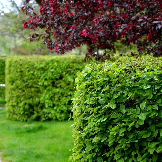Plant and Stories charme Carpinus betulus haie 6 plants
