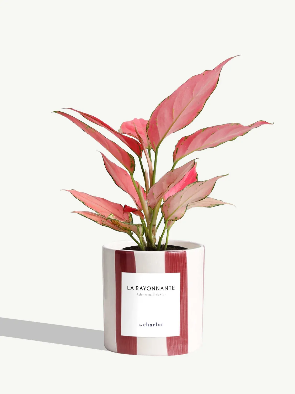 By Charlot La Rayonnante plante pot S aglaonema rose