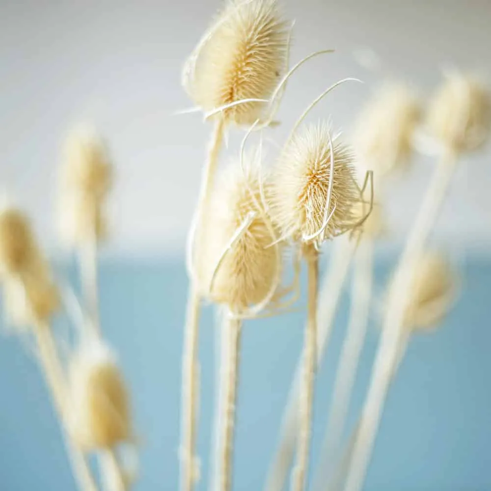 Réconciliation Végétale botte fleurs séchées chardons blancs 80 g