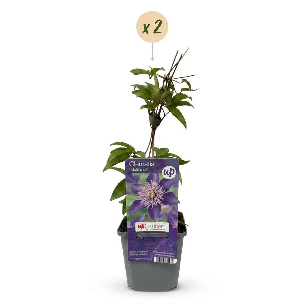 Plant and Stories Multi Blue clématite 1 plant fleurs bleues