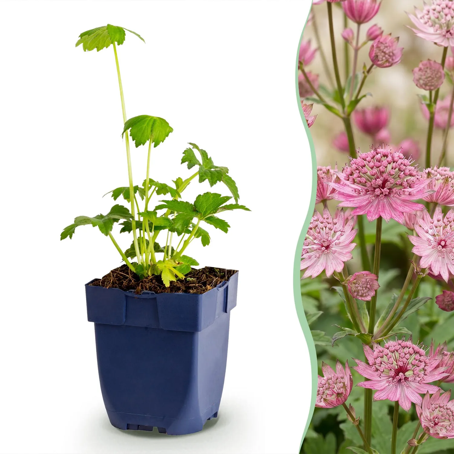 Plant and Stories Major astrance vivace pot 11 cm 1 plant