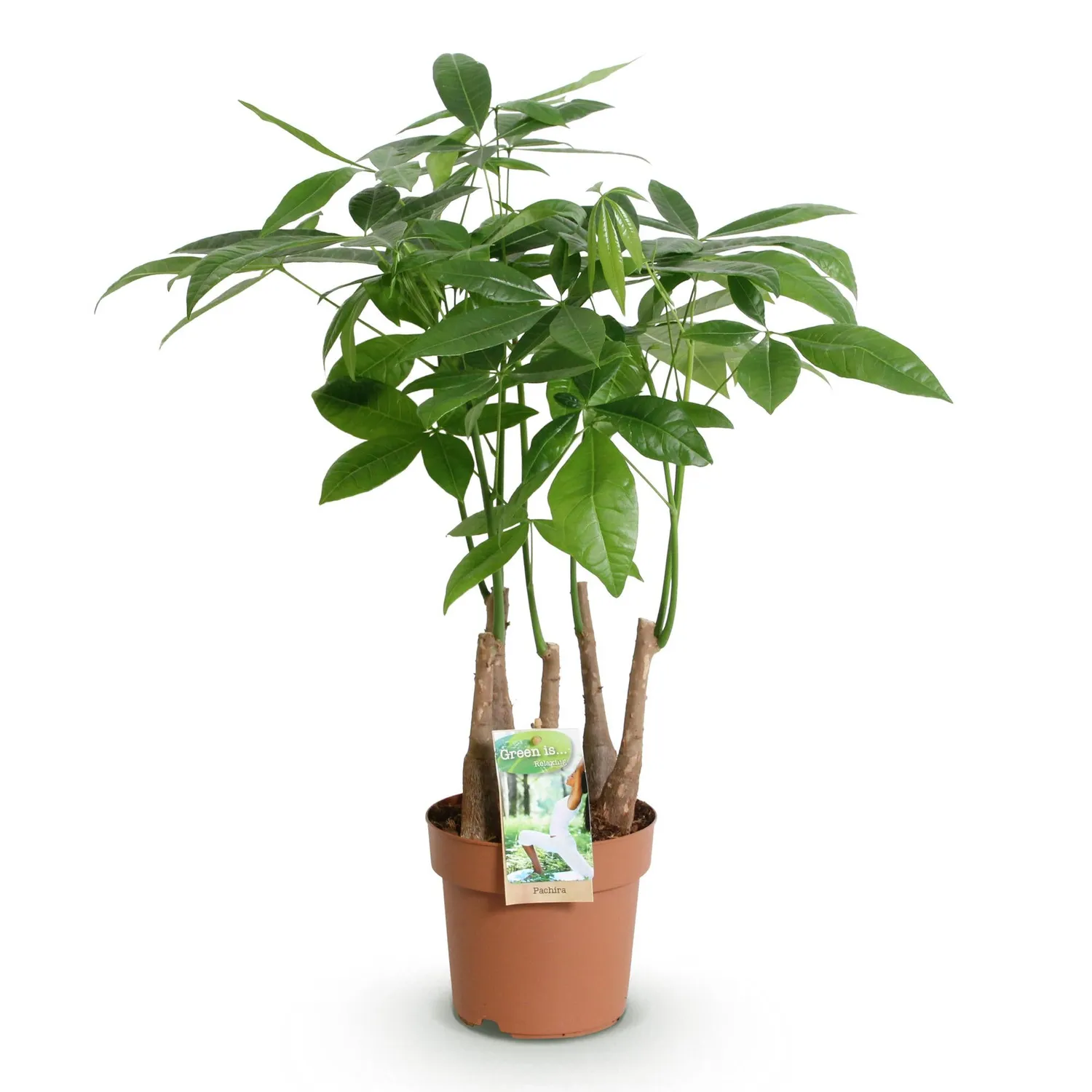 Plant and Stories Pachira Aquatica arbre pot 17 cm tressé