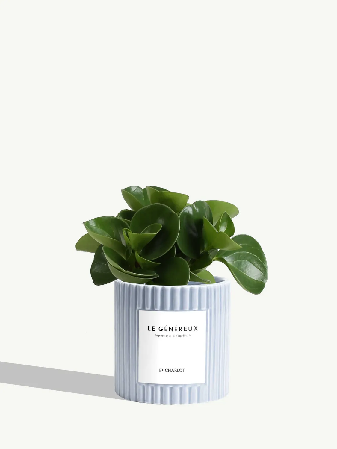 By Charlot Le Généreux plante pot S peperomia