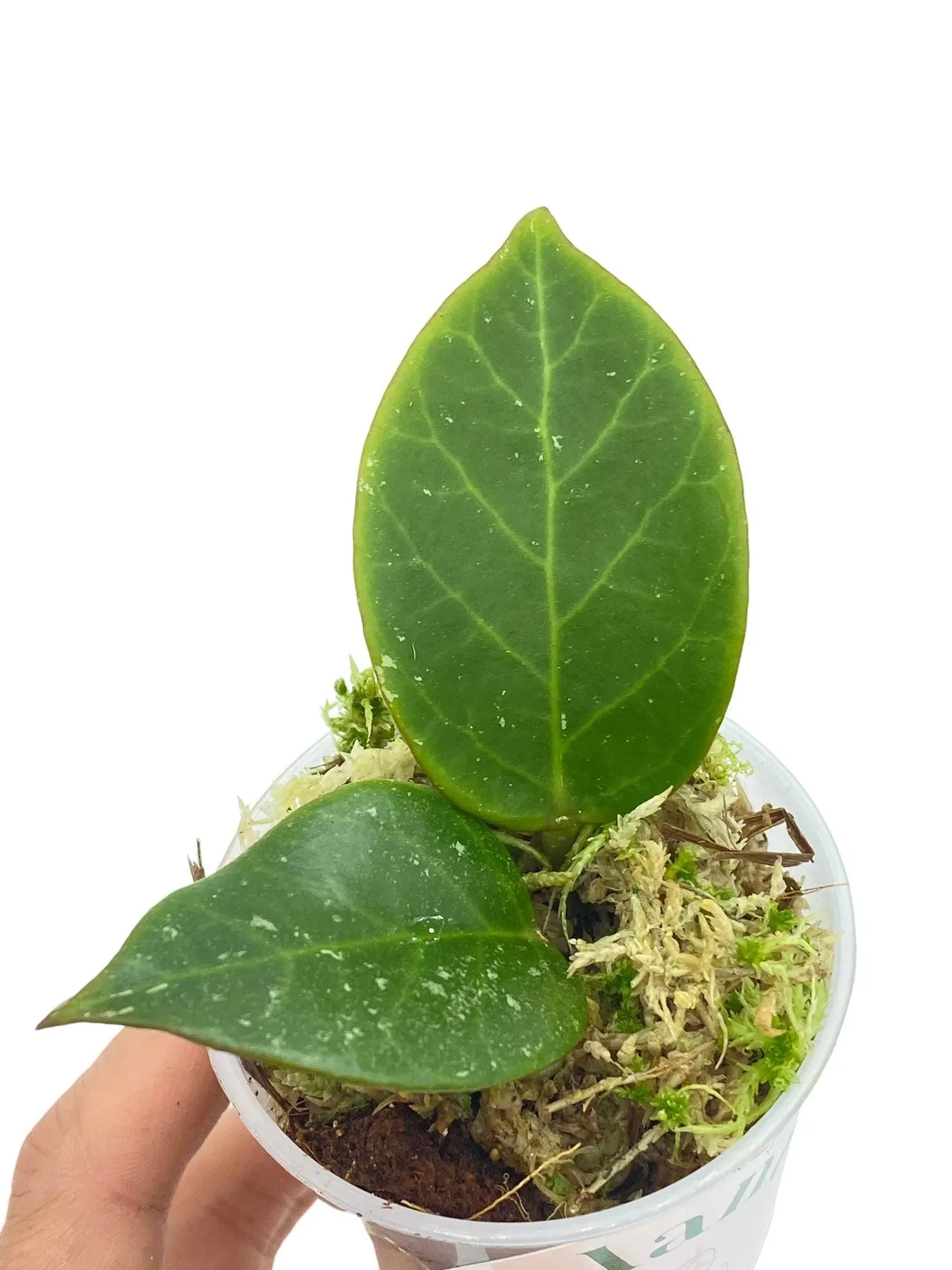 Plant and Stories Hoya Sunrise plante pot 6 cm feuilles soleil