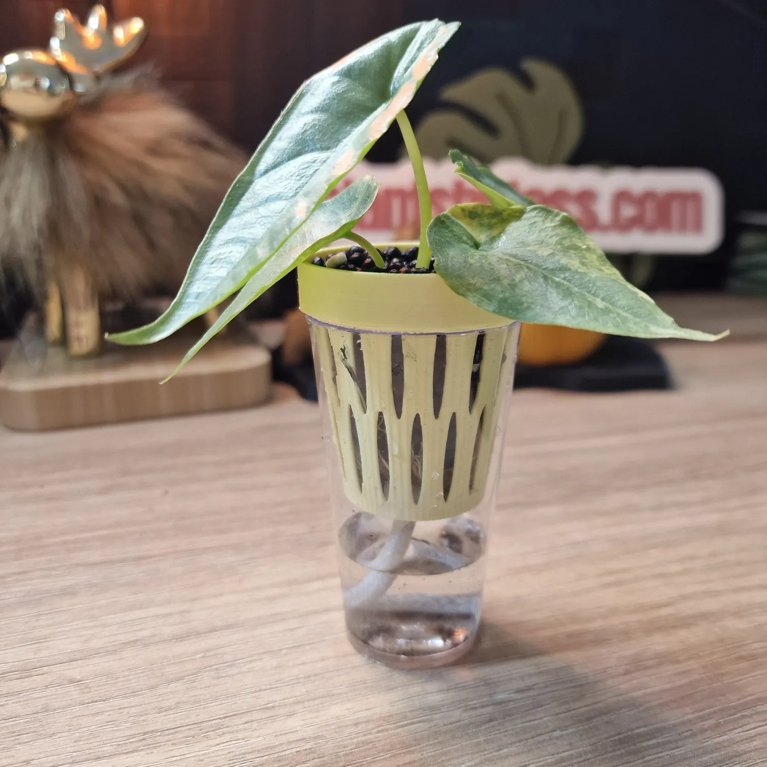 plant.ess Mini Sips pot intérieur transparent 8 cm auto-arrosant