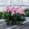 Orchidées de Prestige Brut Sauvage 6 orchidée prestige