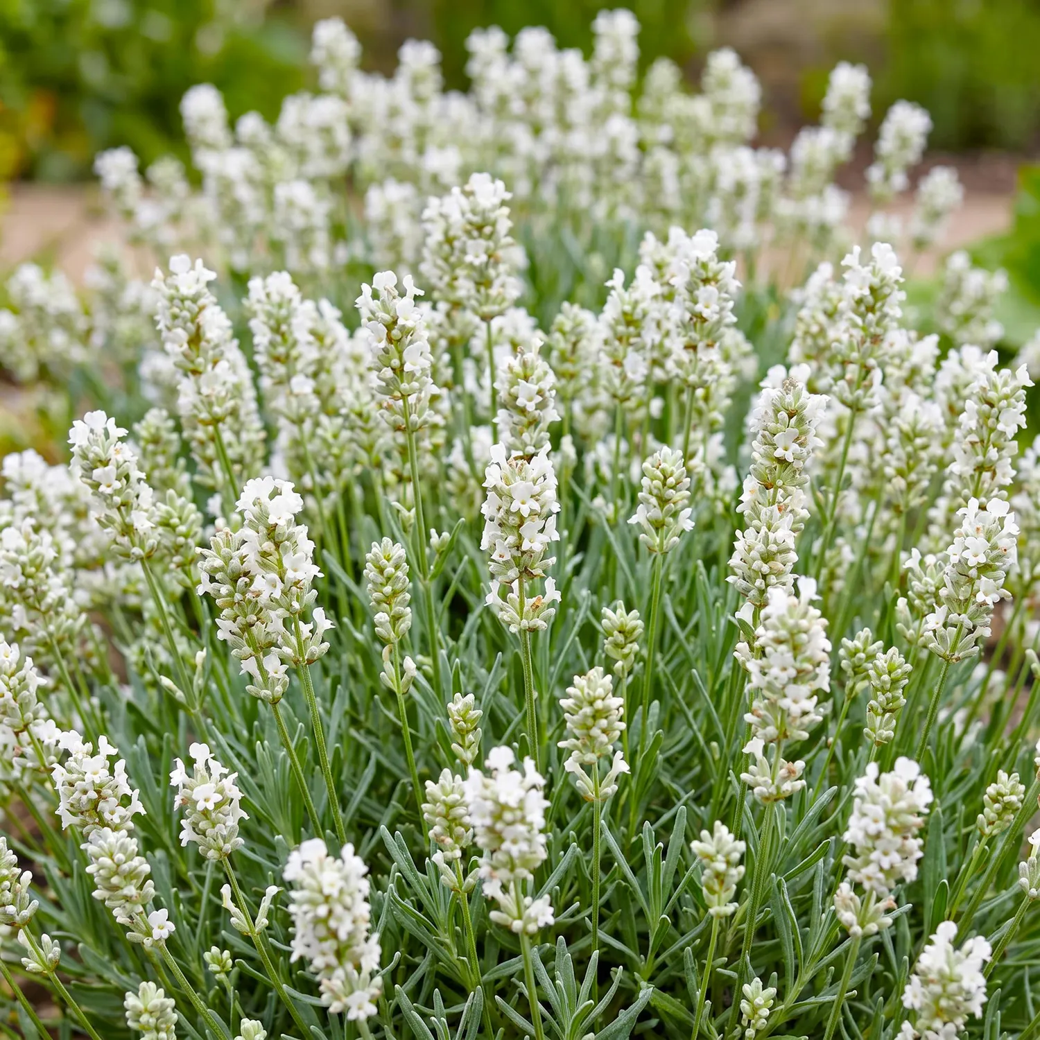 Plant and Stories Lavande Edelweiss vivace pot 11cm 1 plant blanc