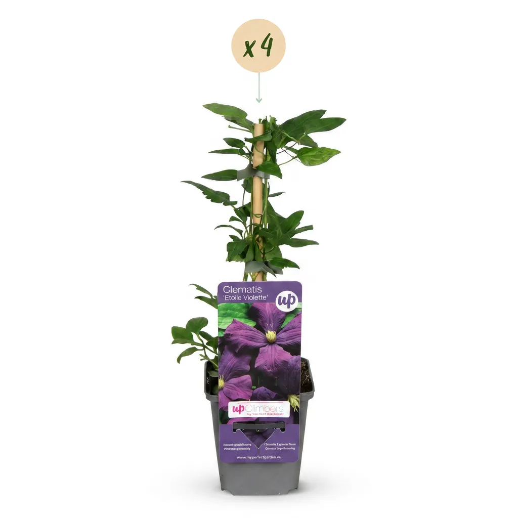 Plant and Stories Étoile Violette clématite 1 plant violet
