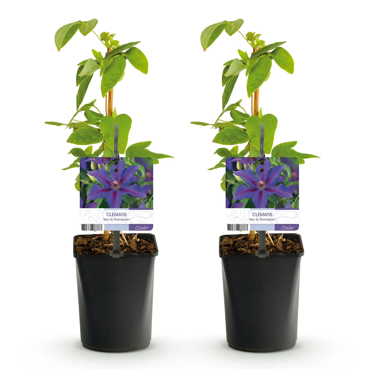 Plant and Stories Mrs N Thompson clematite grimpante 2 plants violet