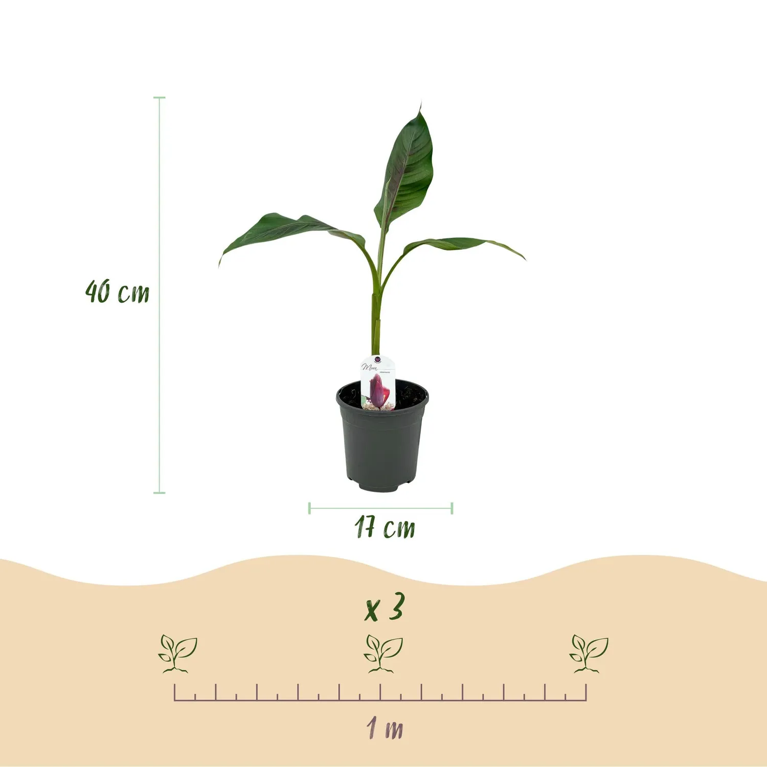 Plant and Stories Musa Red Tiger bananier pot 17 cm feuillage pourpre
