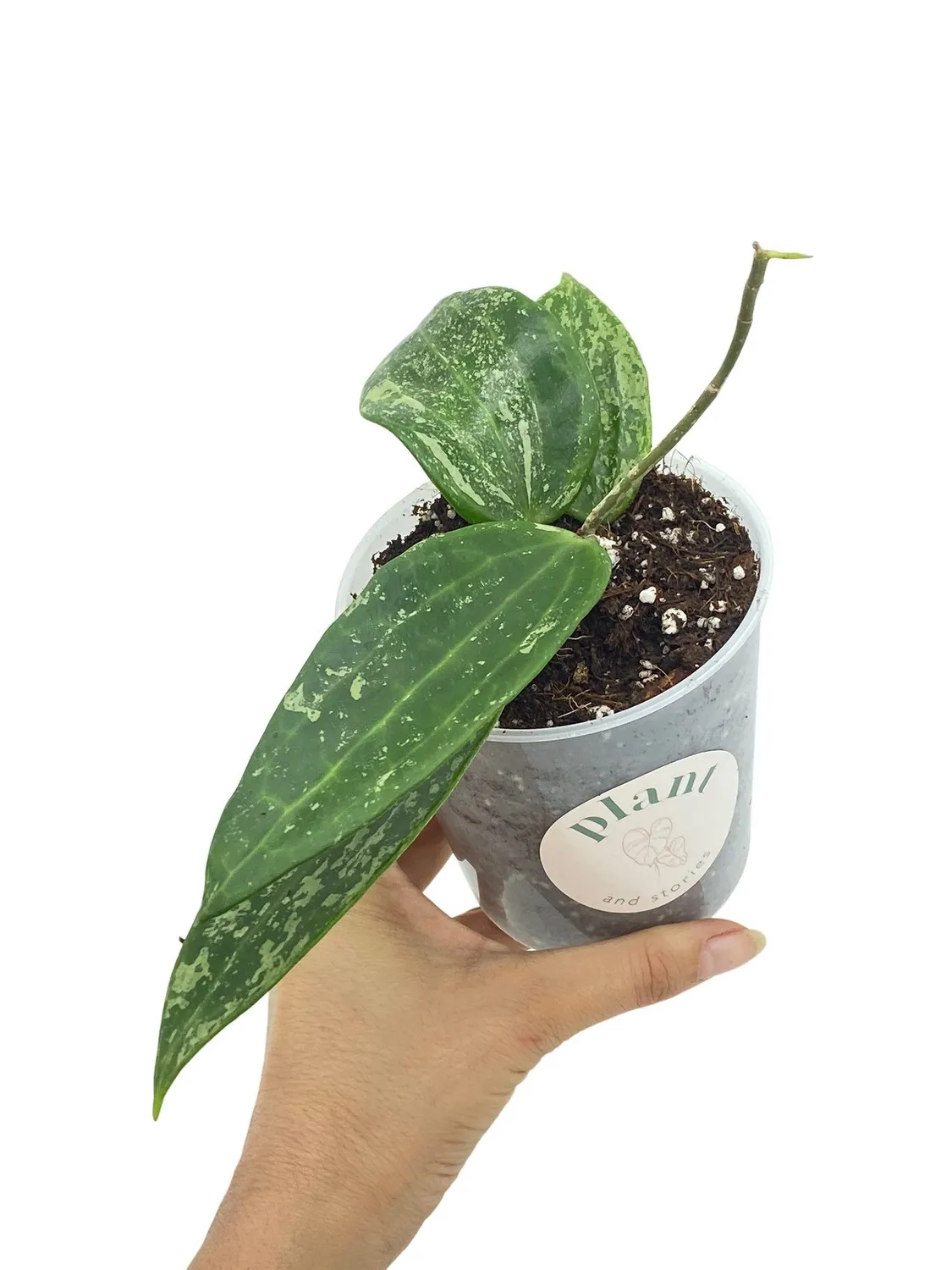 Plant and Stories Rangsan hoya grimpante pot 6cm