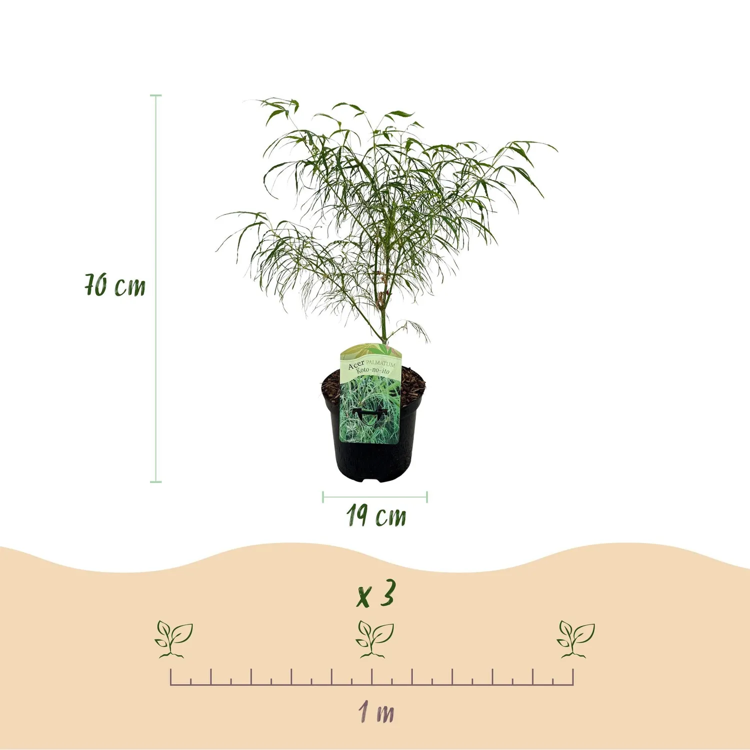 Plant and Stories Acer Koto-no-ito érable japonais pot 19 cm 70 cm