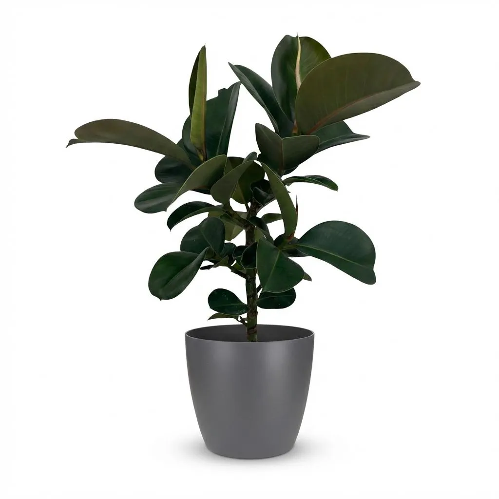 Plant and Stories Ficus Elastica Cloe caoutchouc 65cm sans cache-pot