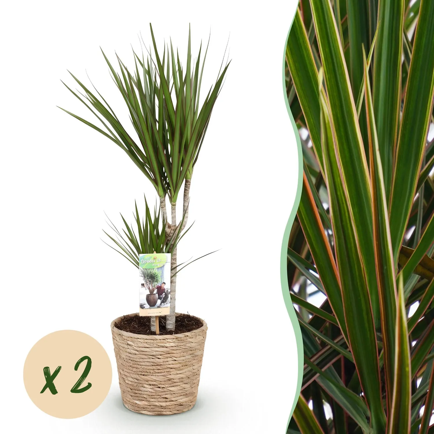 Plant and Stories Dracaena Marginata dragonnier lot 2 pot 17 cm