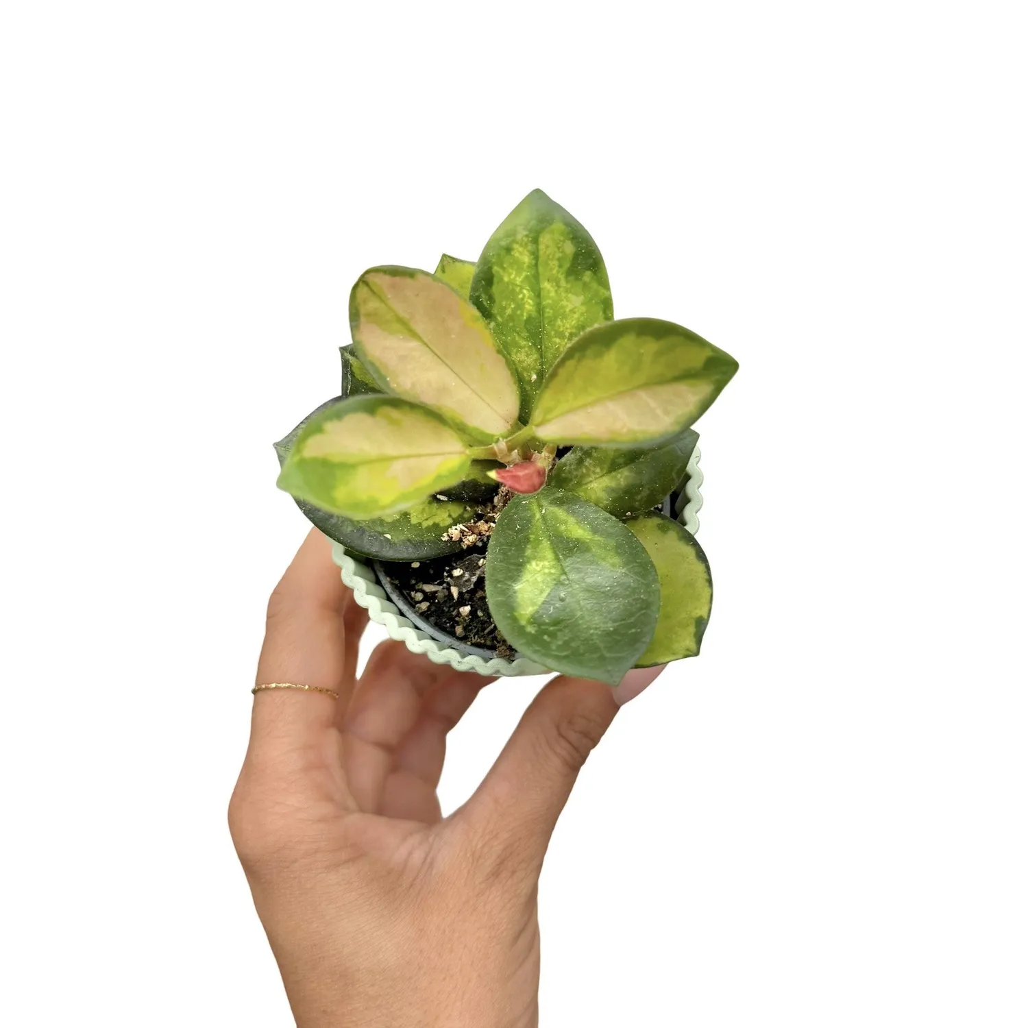 Plant and Stories Lisa hoya plante pot 6 cm panaché