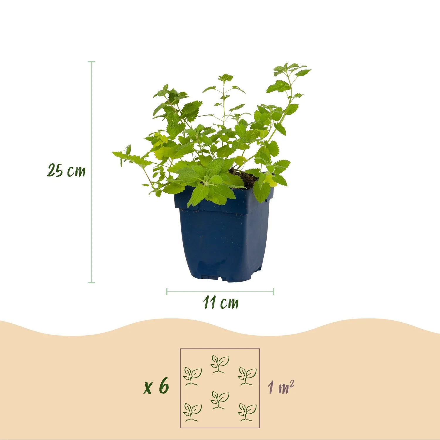 Plant and Stories Six Hills Giant népéta bleu 6 pots 11 cm