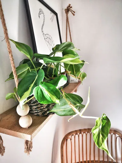 Réconciliation Végétale Margot philodendron scandens brasil retombant
