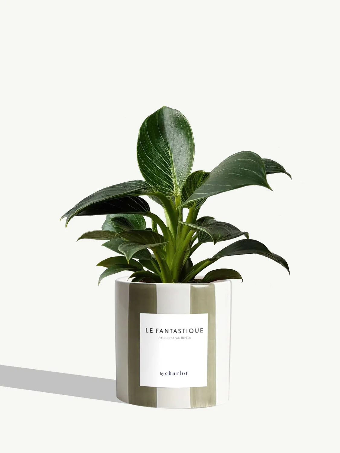 By Charlot Le Fantastique plante peperomia facile 10 cm