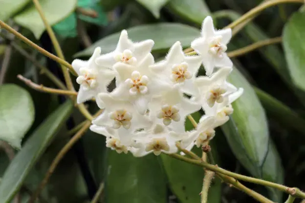 Plant and Stories Hoya Stoneana IPPS00132 plante pot 6cm collection