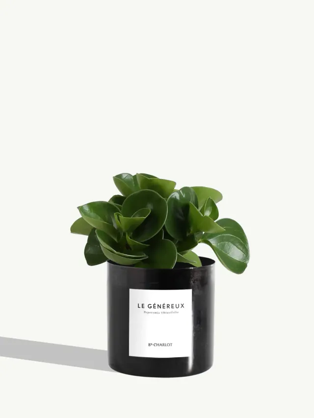 By Charlot Le Généreux plante peperomia pot 10 cm