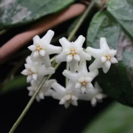 Plant and Stories Hoya Lai Chau plante pot 8 cm argenté