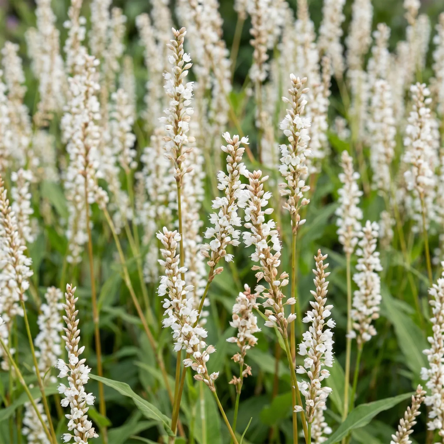 Plant and Stories Alba renouée 1 plant blanc ombre
