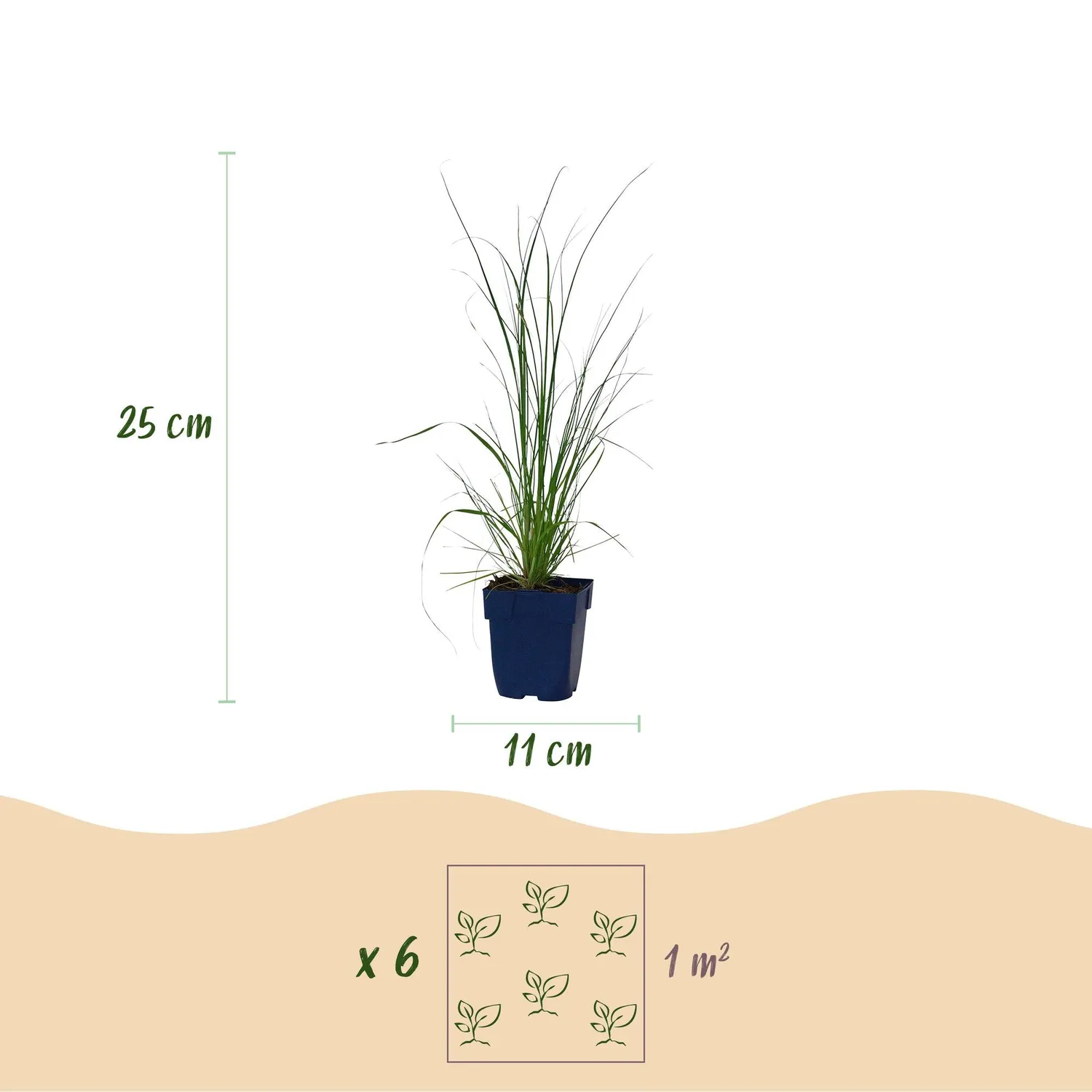 Plant and Stories Pumila herbe de la pampa naine 1 plant