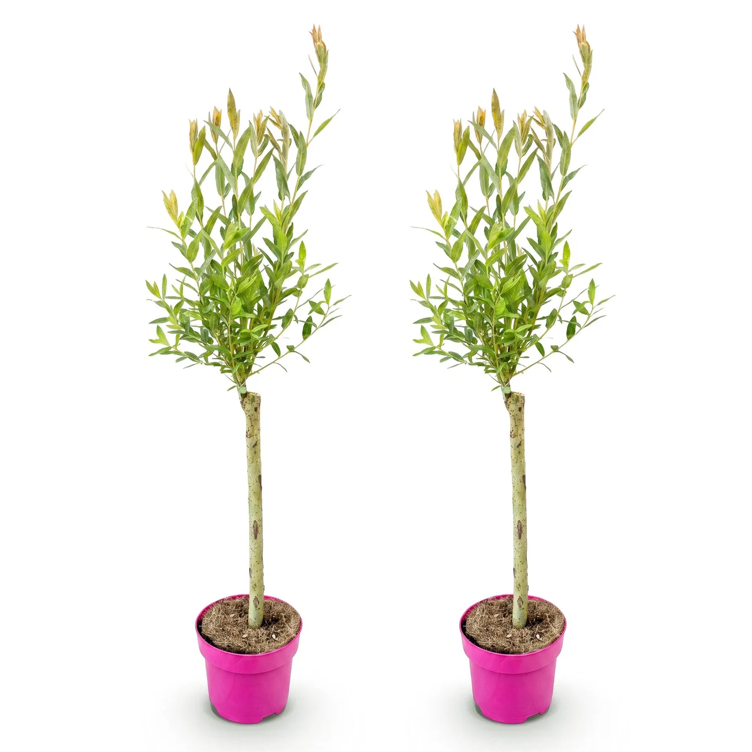 PLANT AND STORIES Flamingo saule crevette rose pot 17 cm