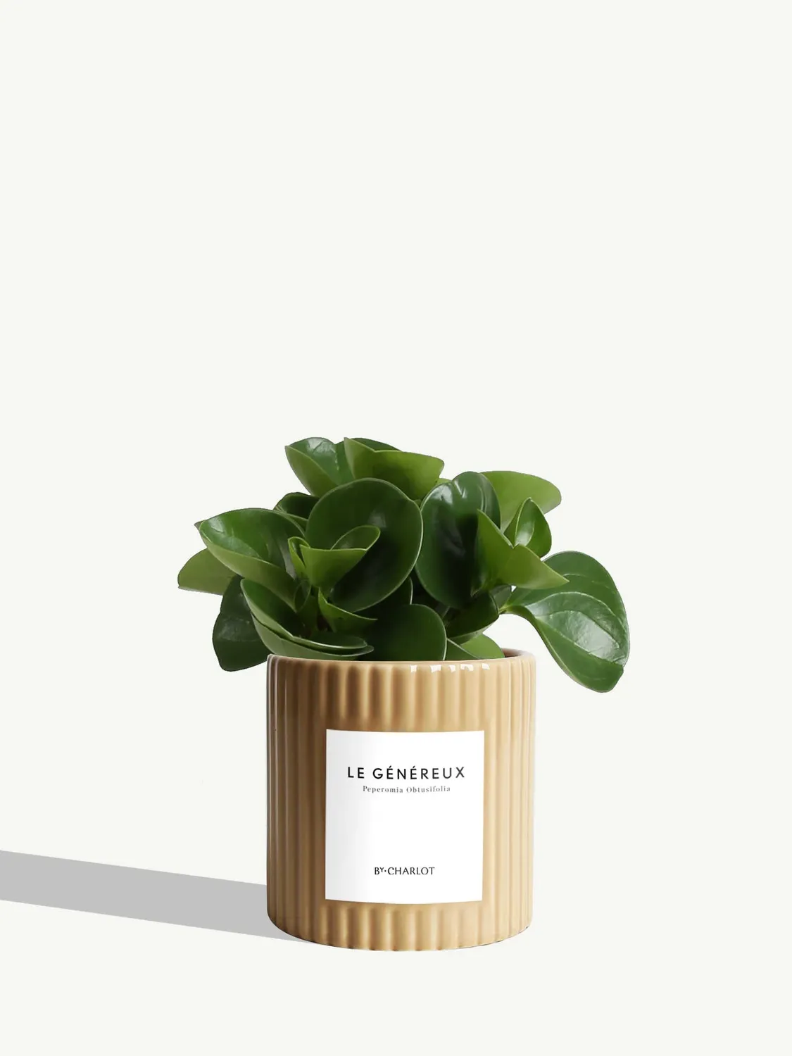 By Charlot Le Généreux plante pot S peperomia
