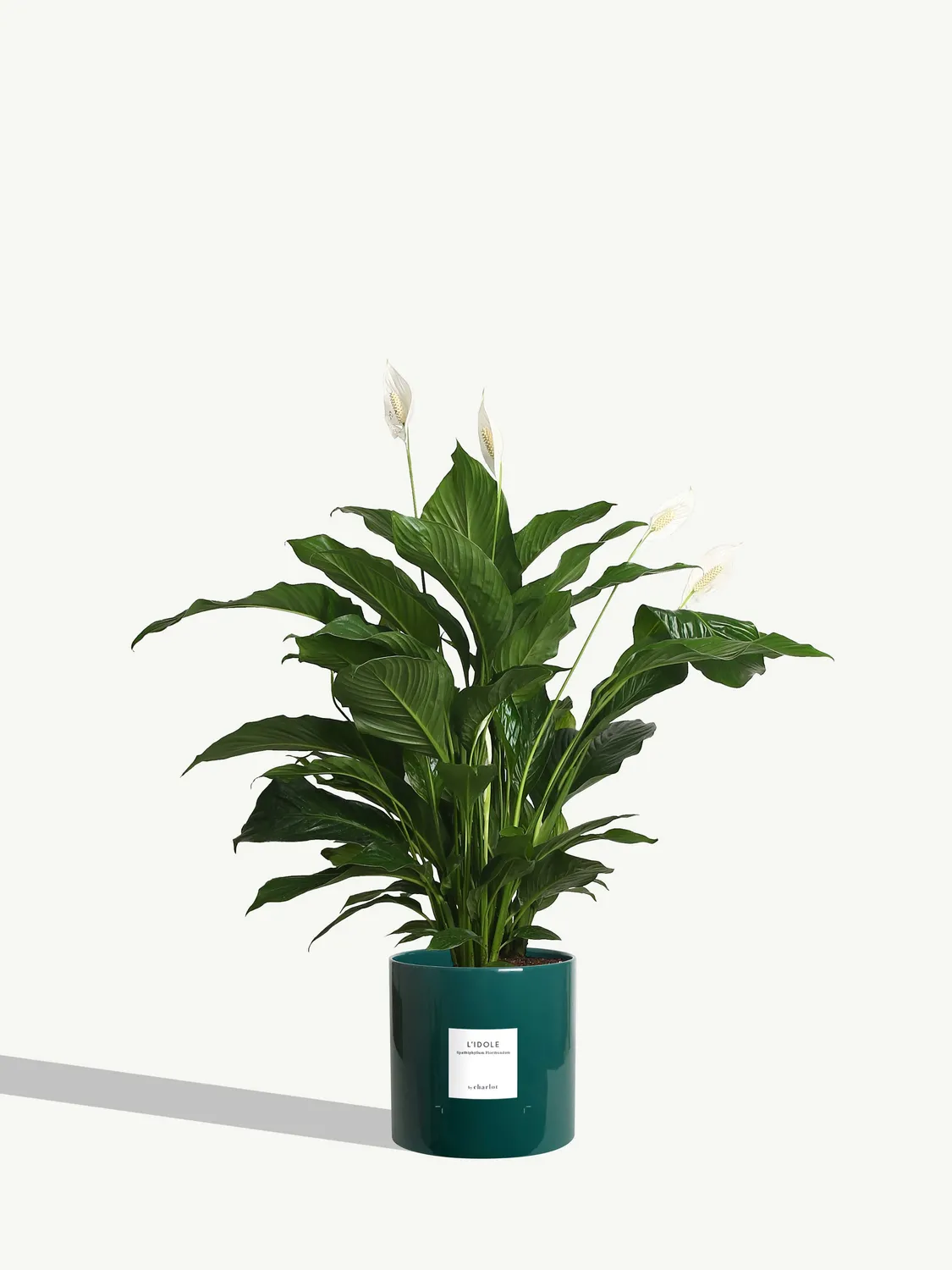 By Charlot L'Idole plante Spathiphyllum 125 cm avec pot XL
