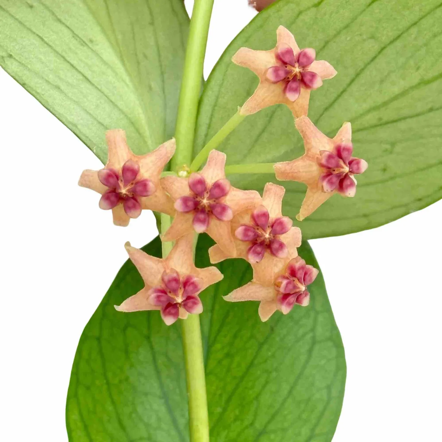 Plant and Stories Polyneura hoya plante pot 6cm feuilles nervurées