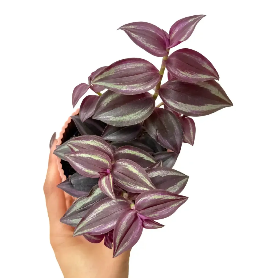 Plant and Stories Tradescantia Purple Passion plante pot 7 cm velours