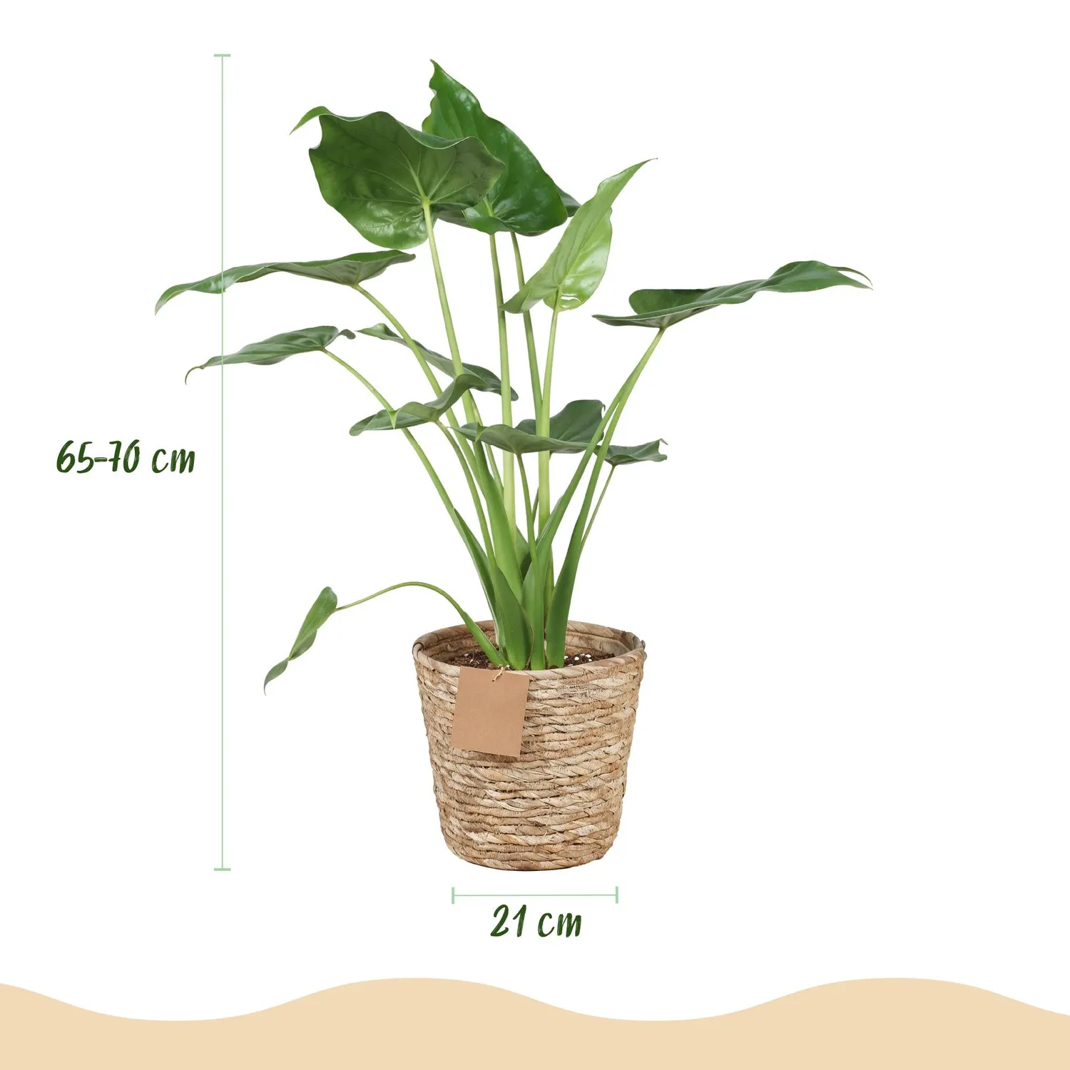 Plant and Stories Alocasia Cucullata Main Bouddha plante pot 21cm
