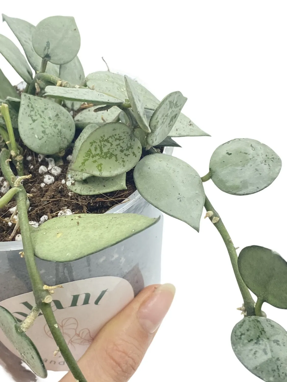 Plant and Stories Hoya Silver Eskimo plante d’intérieur pot 6 cm argenté