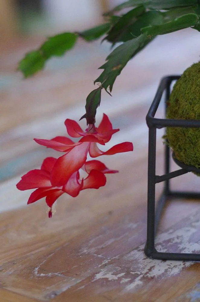 AQUAPHYTE Pantanal Ni kokedama cactus de Noël