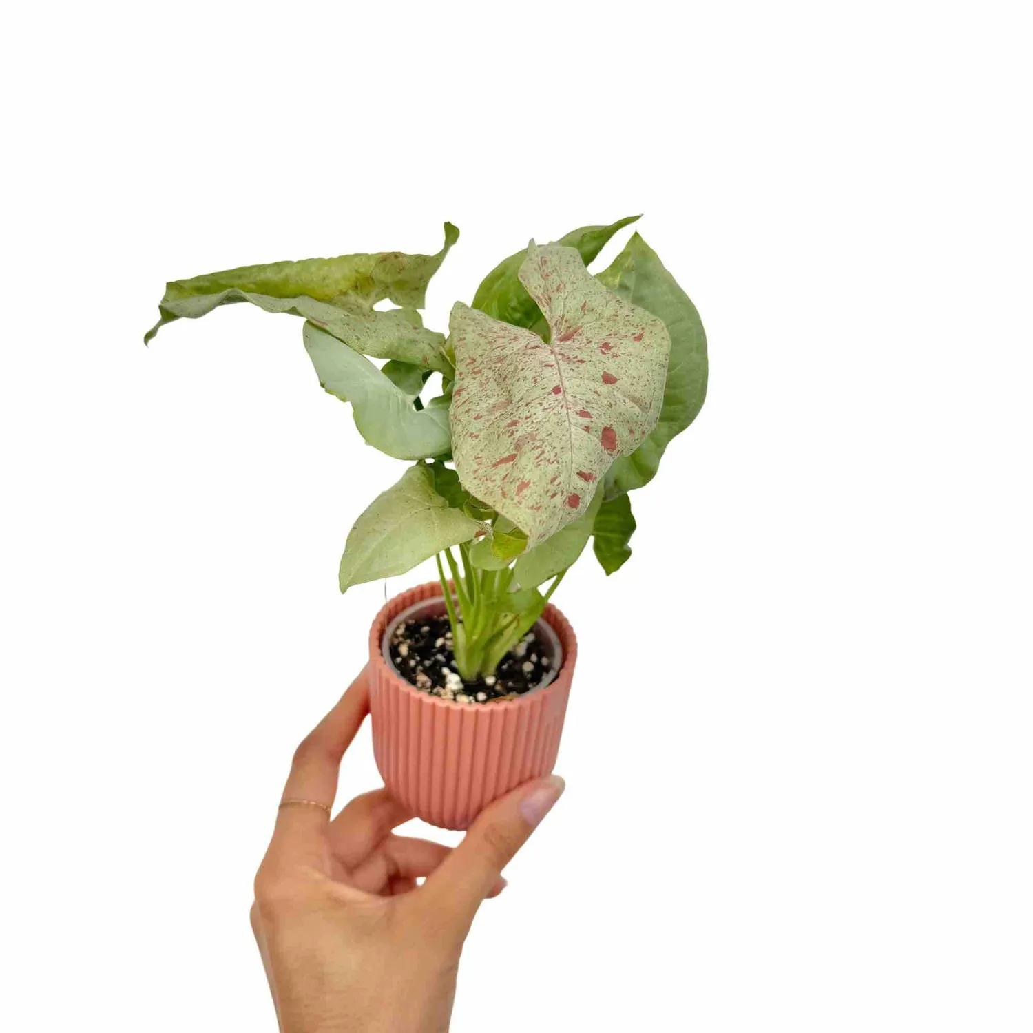 Plant and Stories Syngonium Confetti plante pot 6cm feuillage rose