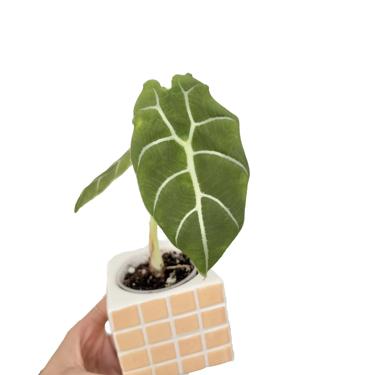 Plant and Stories Watsoniana alocasia vert foncé pot 12 cm