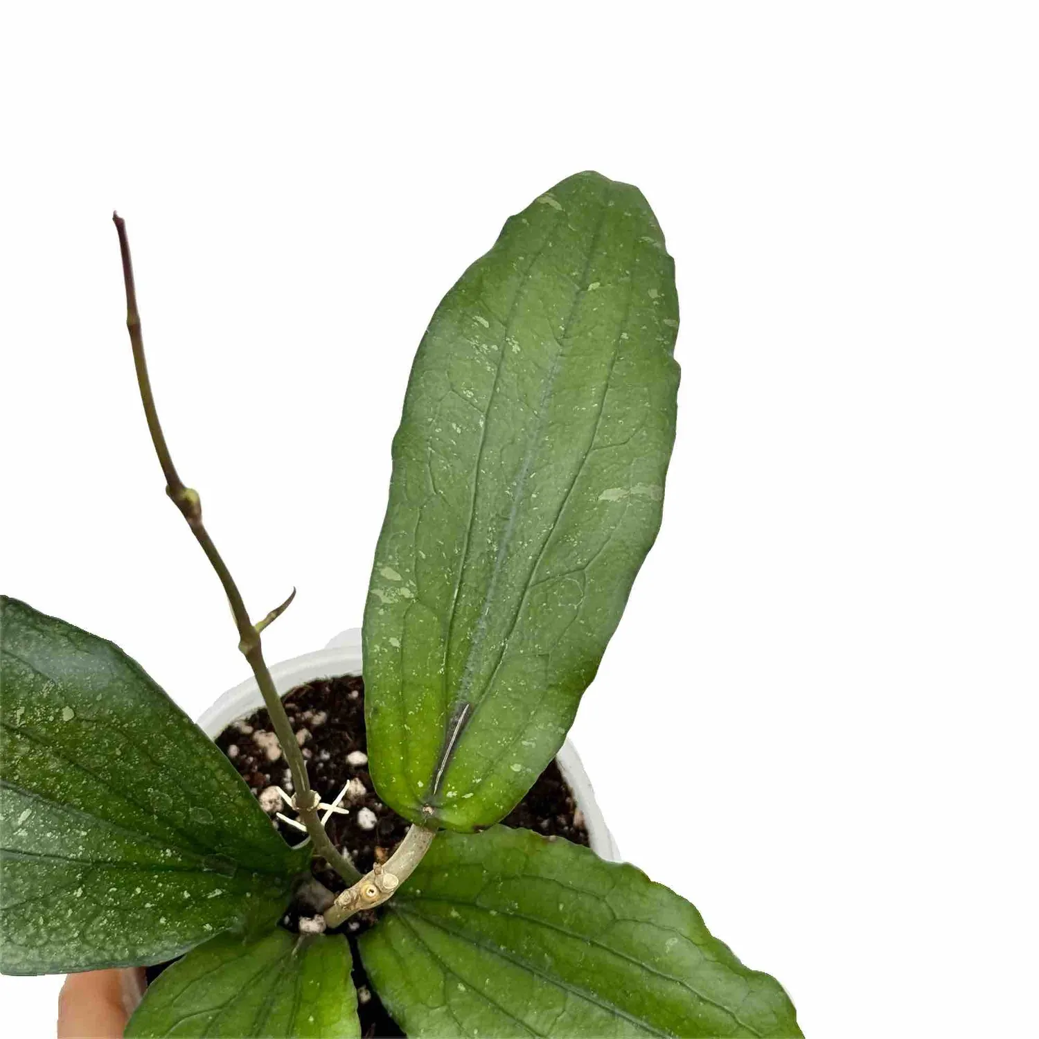 Plant and Stories Hoya Erythrina plante d’intérieur nervures rouges