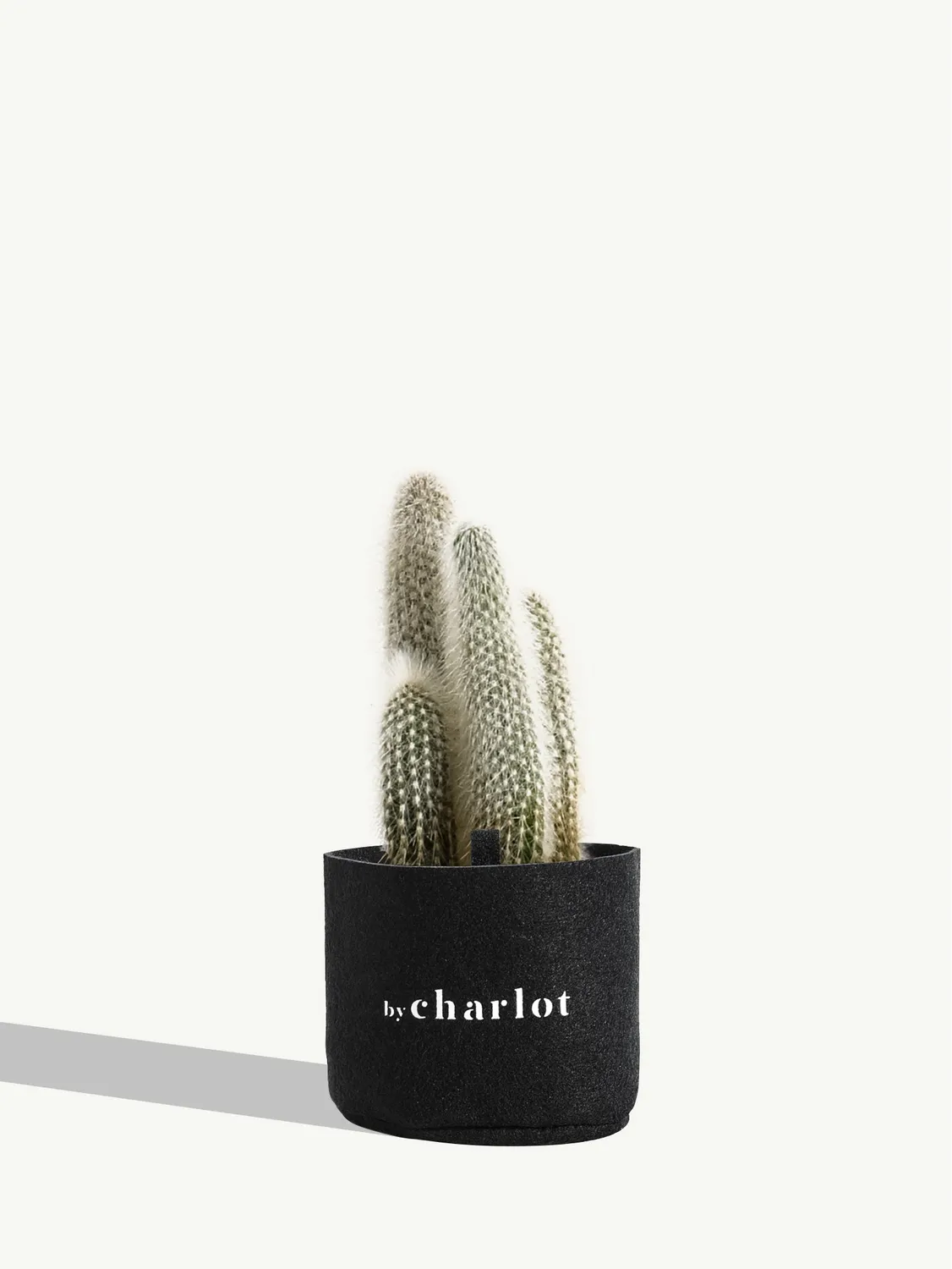 By Charlot Le Chaleureux recharge cactus 10-13 cm